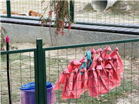 Image_6