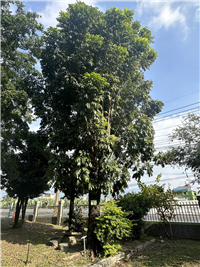 Image_19